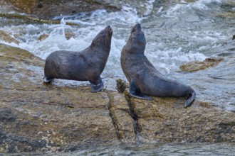 Two seals sitting on a rock next to a flowing stream, New Zealand fur seal (Arctocephalus