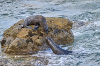 A seal in water approaches one on a rock, New Zealand fur seal (Arctocephalus forsteri), Shag Point