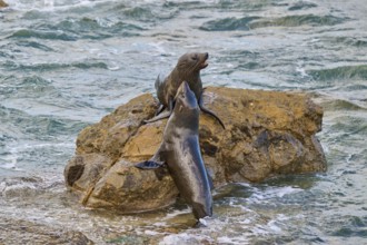 Two seals happily interact on a rock in water, New Zealand fur seal (Arctocephalus forsteri), Shag