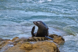 A seal poses on a rock in blue water, New Zealand fur seal (Arctocephalus forsteri), Shag Point