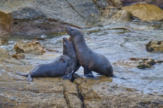 Two seals communicate on a wet rock in nature, New Zealand fur seal (Arctocephalus forsteri), Shag