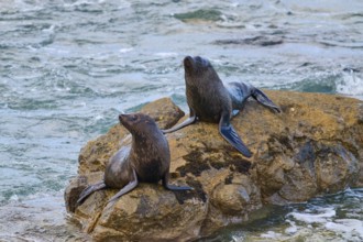 Two seals sitting on a rock at the edge of a flowing river, New Zealand fur seal (Arctocephalus