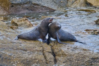 A pair of seals tenderly lean together on a rock, New Zealand fur seal (Arctocephalus forsteri),