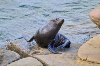 A seal relaxes on a rock by the water, New Zealand fur seal (Arctocephalus forsteri), Shag Point,