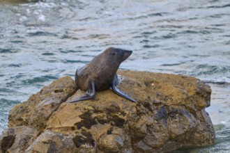 A seal rests on a brown rock in water surrounded by waves, New Zealand fur seal (Arctocephalus