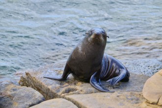 A seal sits quietly on a rock at the water's edge, New Zealand fur seal (Arctocephalus forsteri),
