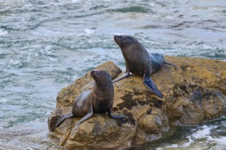 Seals on a rocky outcrop next to a flowing stream, New Zealand fur seal (Arctocephalus forsteri),
