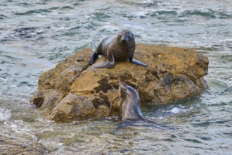 A seal on a rock bends towards one in water, New Zealand fur seal (Arctocephalus forsteri), Shag