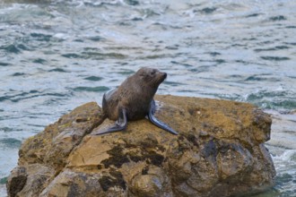 The seal is lying on a rock, the water splashes around it, New Zealand fur seal (Arctocephalus