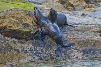 Two seals rest on a rock on the shore with water in the background, New Zealand fur seal