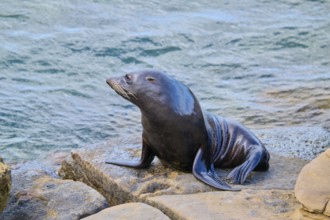 A single seal sits relaxing on a rock by the water, New Zealand fur seal (Arctocephalus forsteri),