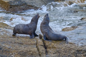 Two seals on a rocky shore in a flowing river, New Zealand fur seal (Arctocephalus forsteri), Shag