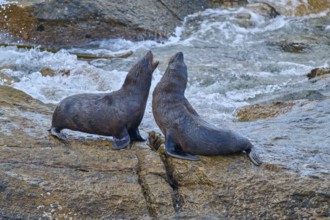 Two seals rest on a rock next to flowing water, New Zealand fur seal (Arctocephalus forsteri), Shag