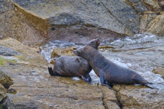 Two seals resting on a rock surrounded by water, New Zealand fur seal (Arctocephalus forsteri),