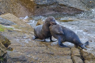 Two seals hug each other tenderly on a rocky ground, New Zealand fur seal (Arctocephalus forsteri),