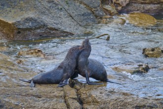 Two seals resting on a rock in a natural environment, New Zealand fur seal (Arctocephalus