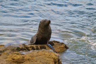 A seal sits quietly on a rock in water, New Zealand fur seal (Arctocephalus forsteri), Shag Point