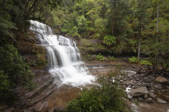 Liffey Falls with heavy water flow, ferns and moss-covered rocks in Liffey Falls State Reserve,