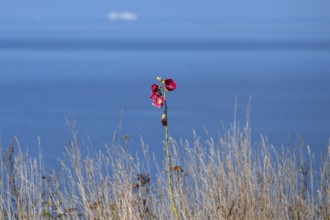 Red-blooming mallow (Malva) on the Baltic Sea, Ahrenshoop, Darß, Mecklenburg-Western Pomerania,