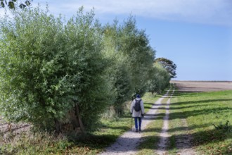Weidenallee (Salix) with hiker, Darß, Mecklenburg-Western Pomerania, Germany