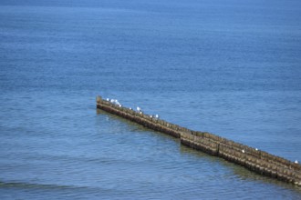 Silver gulls (Larus argentatus) sit on grooms in the Baltic Sea, Ahrenshoop. Darß,