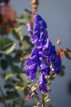 Blooming aconite (Aconite), Darß, Mecklenburg-Western Pomerania, Germany