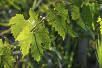 Grape leaves (Vitis vinifera var.) in backlight, Bavaria, Germany