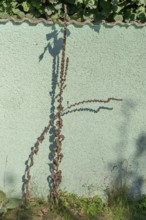 Dried large flowered mullein (Verbascum densiflorum) with shadows cast on a wall, Darß,