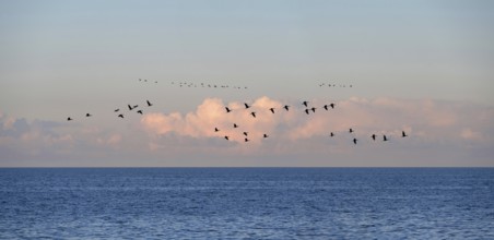 Flying cranes (Grus grus) over the Baltic Sea in the evening, Darß, Mecklenburg-Western Pomerania,