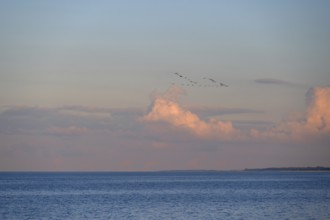 Migrating cranes (wildebeest) in the evening light over the Baltic Sea, Darß, Mecklenburg-Western