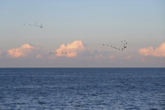 Flying cranes (Grus grus) over the Baltic Sea in evening light, Darß, Mecklenburg-Western