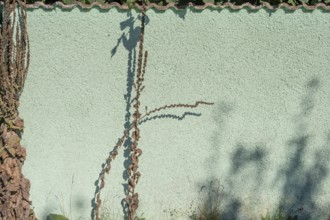 Dried large flowered mullein (Verbascum densiflorum) with shadows cast on a wall, Darß,