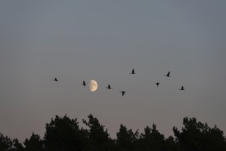 Moon with flying cranes (Grus grus) over the Baltic Sea in the evening, Darß, Mecklenburg-Western