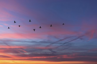 Migrating cranes (wildebeest) in the red evening sky over the Baltic Sea, Darß, Mecklenburg-Western