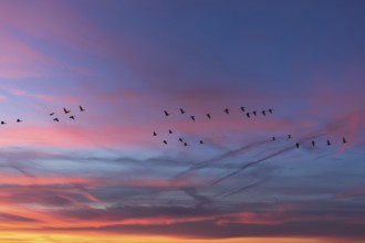Flying cranes (Grus grus) in the evening sky, Darß, Mecklenburg-Western Pomerania, Germany