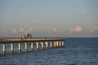 New 720-meter long pier in Prerow opened since October 2024, flying cranes (Grus grus) in the