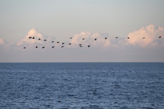 Migrating cranes (wildebeest) over the Baltic Sea, Darß, Mecklenburg-Western Pomerania, Germany