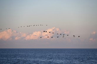 Migrating cranes (Grus grus) in the evening cloudy sky over the Baltic Sea, Darß,