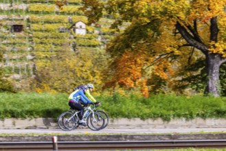Autumn on the Neckar in Stuttgart-Münster. A tree with brightly colored leaves. The landscape in