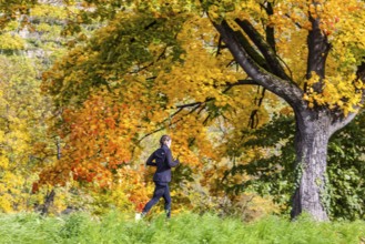 Autumn on the Neckar in Stuttgart-Münster. A tree with brightly colored leaves. The landscape in