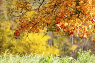 Maple with colorful leaves. The landscape is colorful in autumn. Stuttgart, Baden-Württemberg,