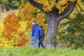 Autumn on the Neckar in Stuttgart-Münster. A tree with brightly colored leaves. The landscape in
