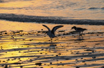 Two oystercatchers (Haematopus ostralegus), juvenile, adult, walk in a row across a wet beach at