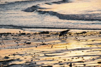 Oystercatcher (Haematopus ostralegus), searches for food at sunset and pokes in the wet beach,