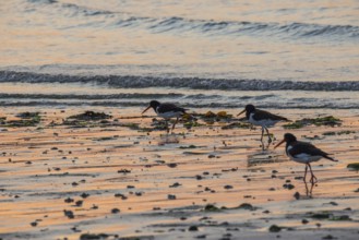 Two oystercatchers (Haematopus ostralegus), juvenile and adult, walk one after the other at sunset