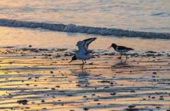 Two oystercatchers (Haematopus ostralegus), juvenile, adult, walk in a row across a wet beach at