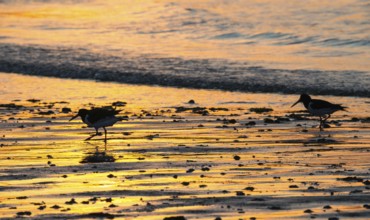 Two oystercatchers (Haematopus ostralegus), juvenile and adult, walk one after the other at sunset