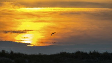 Two herring gulls (Larus fuscus) fly over a landscape, dunes with beach oats (Ammophila), fiery,