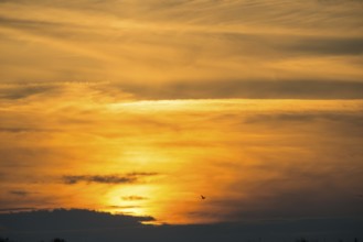 Herring gull (Larus fuscus) flies, fiery, colorful, atmospheric sunset with cloud bank,