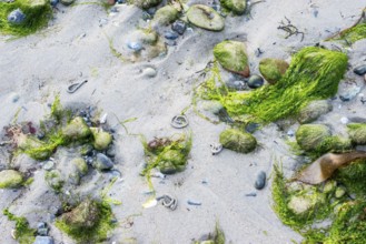 Green algae and stones are scattered on sandy beaches, four holes, tubes, exits of mudworms